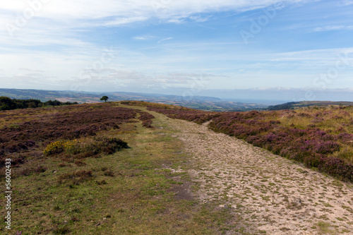 Plakat na papierze fotorealistycznym Quantock hills somerset england z fioletowym wrzosem