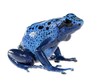 Blue dyeing dart frog Dendrobates tinctorius azureus isolated