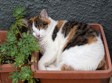 Sleeping Tabby Cat In The Garden