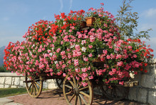 Wagon With Blooming Geraniums In Summer