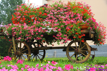 wooden wagon with many blooming Geraniums in summer in the mount