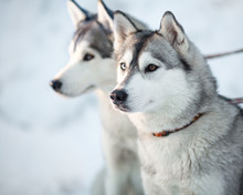 Two Siberian Husky Dogs Closeup Portrait