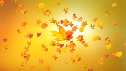 Wall Mural - Sun shining through fall leaves . Outdoor.