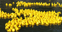 Floating Yellow Little Ducks