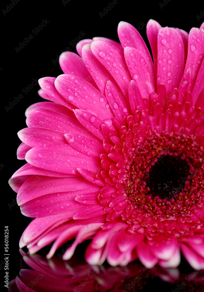 Beautiful pink gerbera flower on black background