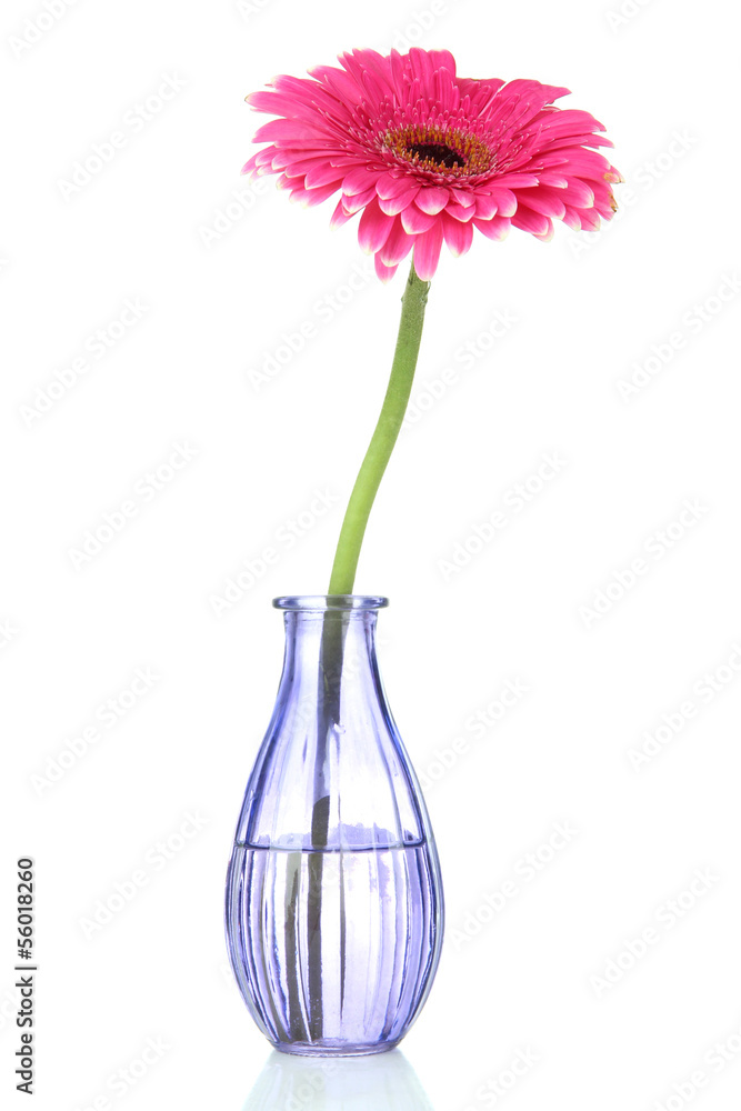 Beautiful pink gerbera flower in vase isolated on white