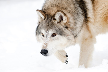 Wall Mural - prowling wolf