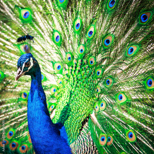 Tapeta ścienna na wymiar Splendid peacock with feathers out (Pavo cristatus)