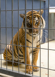 Fototapeta  - Tiger in a cage. Berlin Zoo