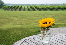 Sunflower In A Vineyard