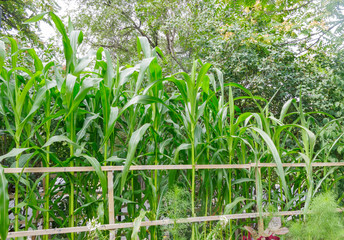 Wall Mural - Corn growing in flower garden