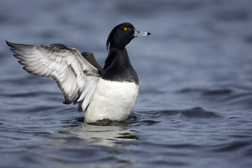 Canvas Print - Tufted duck, Aythya fuligula