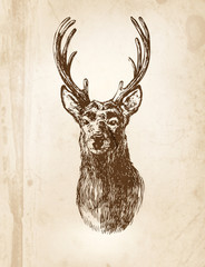 Wall Mural - Deer