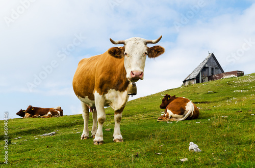 Board z aluminiowym obramowaniem Zabawna krowa na ciebie (velika planina, slovenia)