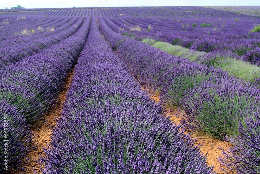 campi di lavanda in provenza