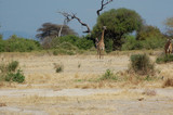 Fototapeta  - The freedom in the savanna - Tanzania - Africa