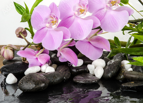 Board z aluminiowym obramowaniem Koncepcja wellness: orchidee, kamienie, woda, bambus