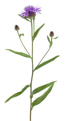 Wall Mural - Brown Knapweed, Centaurea jacea isolated on white background