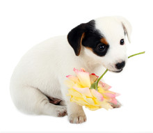 Jack Russell Puppy With A Big Rose