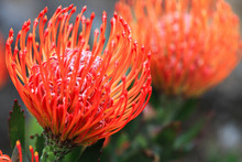 Pincushion Protea Closeup