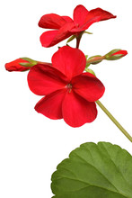 Blossoming Red Geranium
