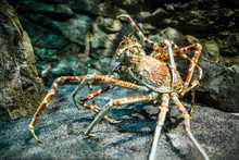 Japanese Spider Crab - (Macrocheira Kaempferi)