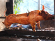 grilled pig