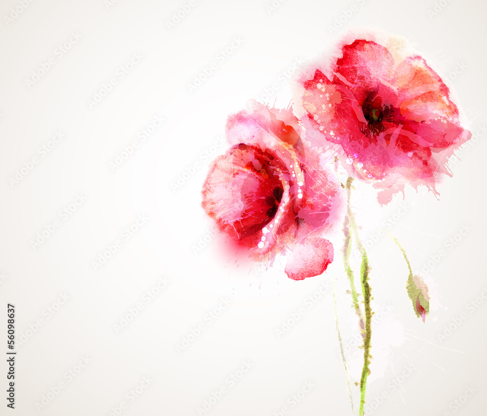 The two flowering red poppies. Greeting-card. - obrazy, fototapety, plakaty 