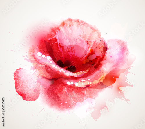 Fototapeta na wymiar The flowering red poppy