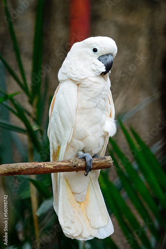 Fotoboard na płycie Moluccan cockatoo