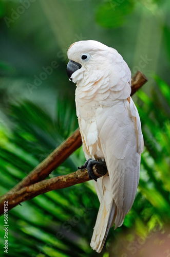 Fotoboard na płycie Moluccan cockatoo