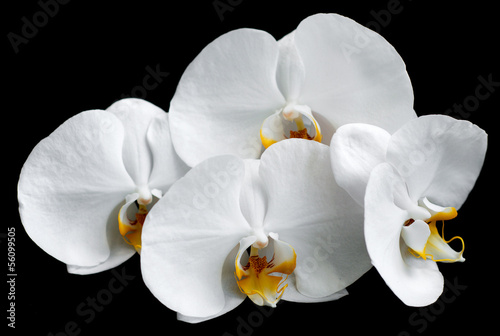 Board z aluminiowym obramowaniem Białe orchidee
