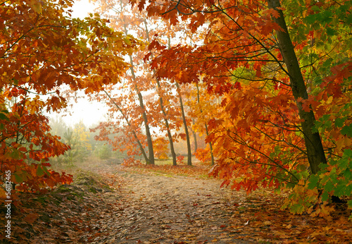 Naklejka na drzwi Autumn park