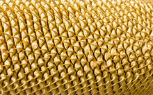 Close-up Rows Of Cycad Cone