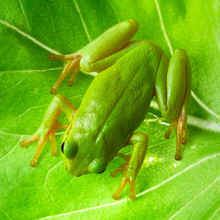 Green Tree Frog On The Leaf Close Up