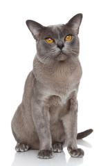 Sticker - Burmese cat portrait