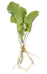 Poster - horseradish herb