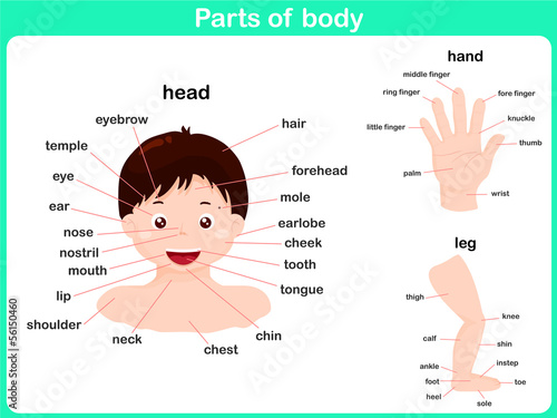 Naklejka dekoracyjna Parts of body