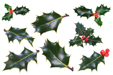 Wall Mural - christmas holly