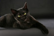Schwarze Katze - black cat witch craft