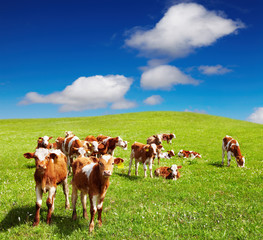 Wall Mural - Grazing calves