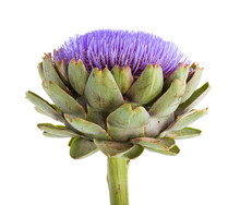 Isolated Artichoke At White Backgound