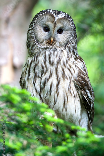 Board z aluminiowym obramowaniem Ural owl