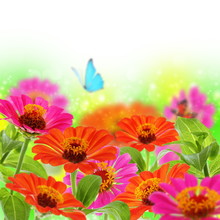 Blue Butterfly On Colorful Flowers.