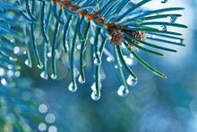 Blue Spruce With Drops Of Snow Melting, Macro