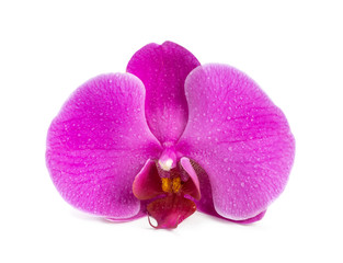 Wall Mural - Flower blooming orchid