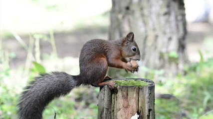 Wall Mural - Squirrel with a hazelnut