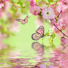 Pink Flower Of An Oriental Cherry In And Butterfly
