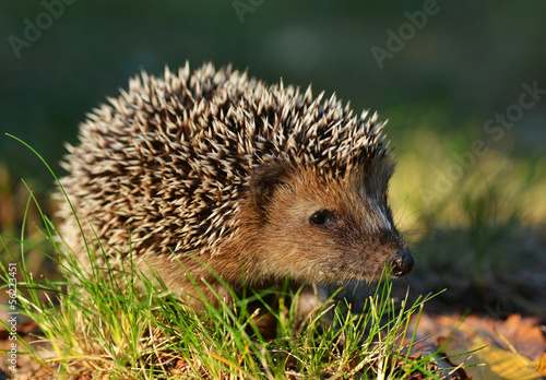 Nowoczesny obraz na płótnie Hedgehog