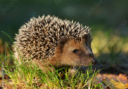 Naklejka na drzwi Hedgehog